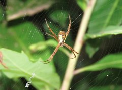 Argiope perforata