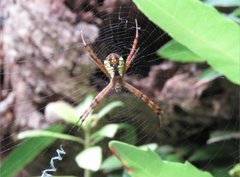 Argiope perforata