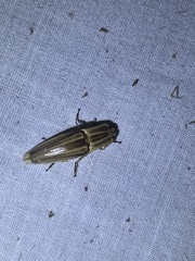 Semiotus ligneus image