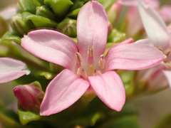 Lysimachia mauritiana