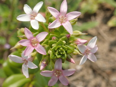 Lysimachia mauritiana