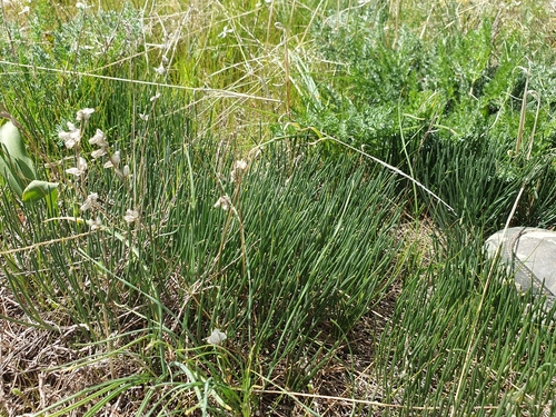 Drimia fugax