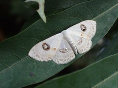 Problepsis vulgaris