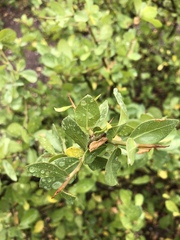 Commiphora pyracanthoides
