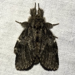 Peridea angulosa