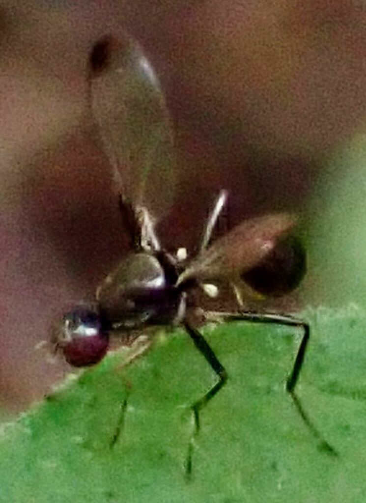 Parapalaeosepsis laffooni