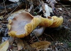 Entoloma mathinnae