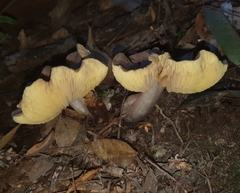 Entoloma mathinnae