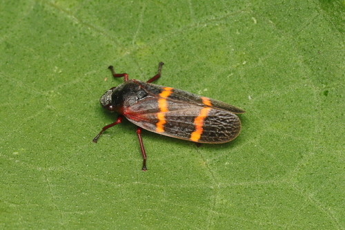 Mahanarva rubicunda