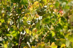 Arctostaphylos glauca