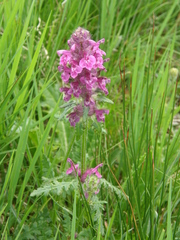 Betonica hirsuta