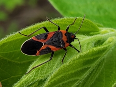 Lygaeus kalmii angustomarginatus