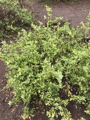 Commiphora pyracanthoides