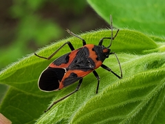 Lygaeus kalmii angustomarginatus