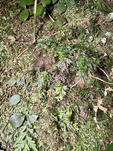 Vandenboschia maxima iNat (2)