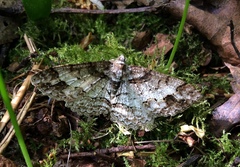 Paradarisa consonaria