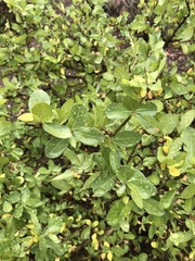 Commiphora pyracanthoides