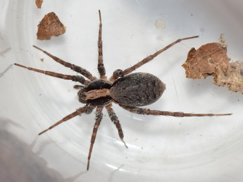 Burnt Wolf Spider, Herkenbosch, Nederland, photo 5 of 10