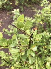 Commiphora pyracanthoides