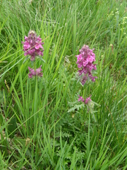 Betonica hirsuta