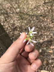 Cardamine concatenata