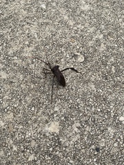 Acanthocephala declivis