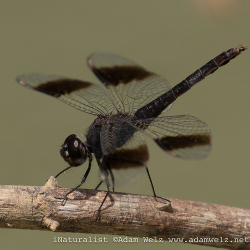 Southern Banded Groundling