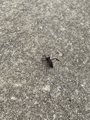 Acanthocephala declivis