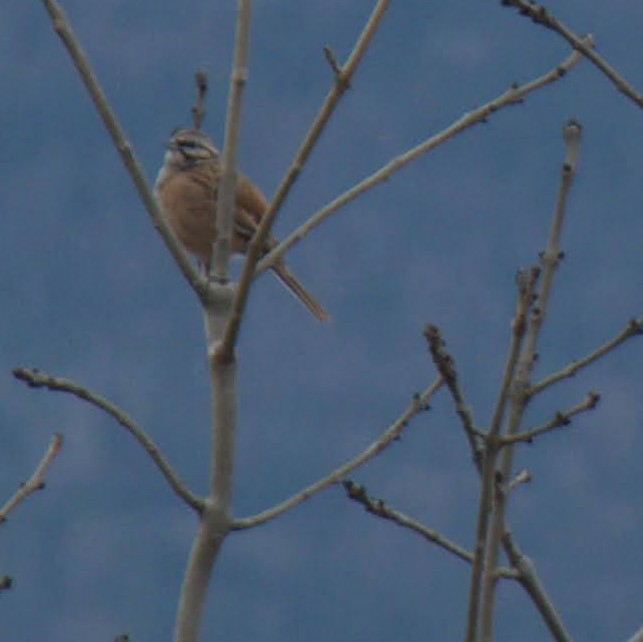 Rock Bunting