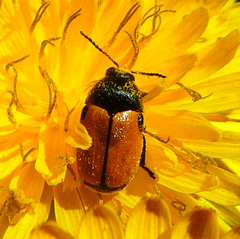 Cryptocephalus rugicollis