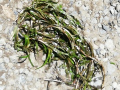 Pontederia diversifolia