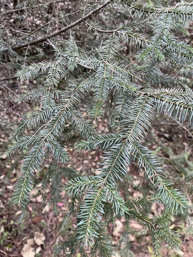 Oyamel fir (Abies religiosa)