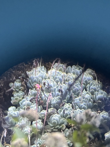 Foto de Rosa-de-pedra
