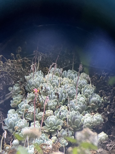 Foto de Rosa-de-pedra