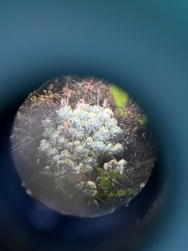 Foto de Rosa-de-pedra