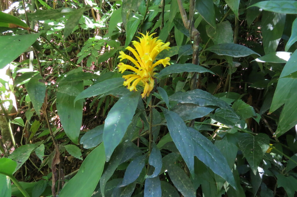 Aphelandra chamissoniana (Aphelandra chamissoniana)