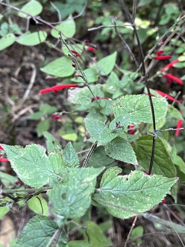 Salvia elegans