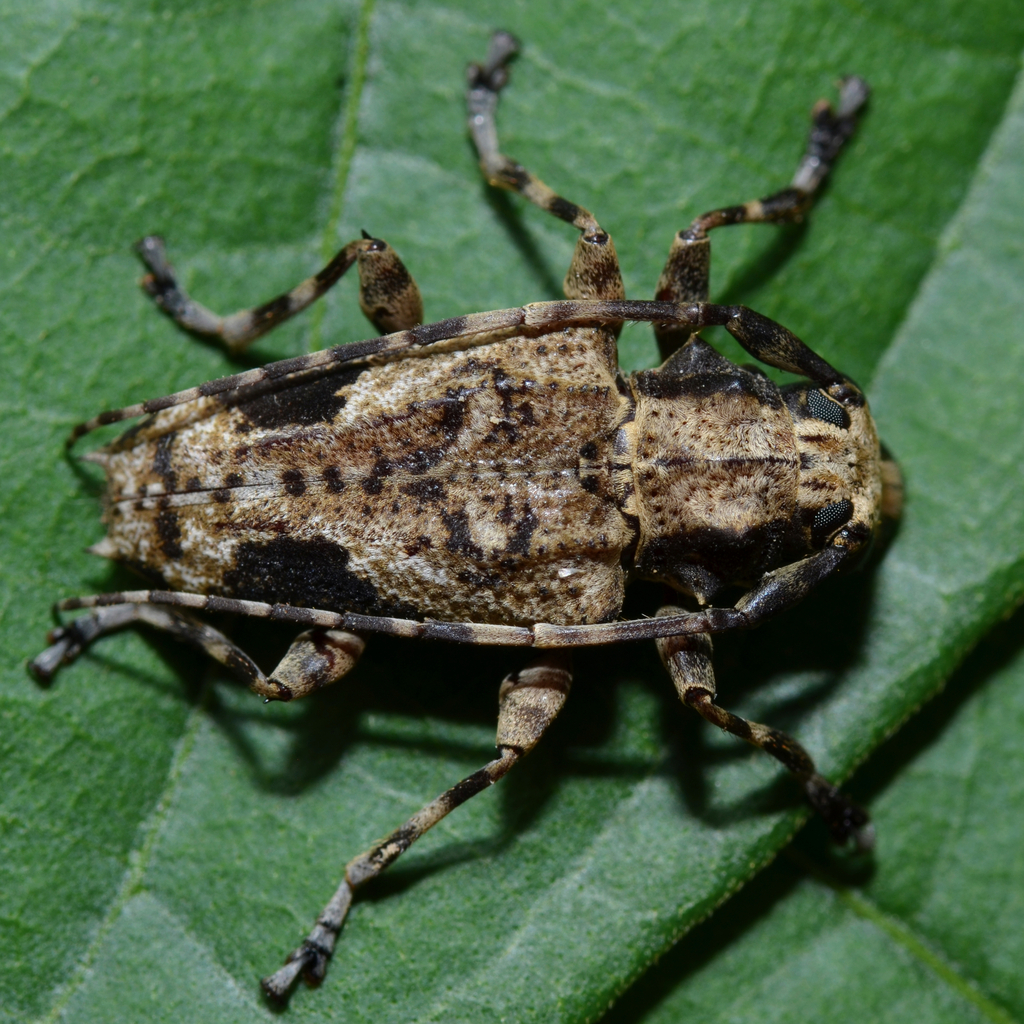 Aegomorphus pseudosatellinus