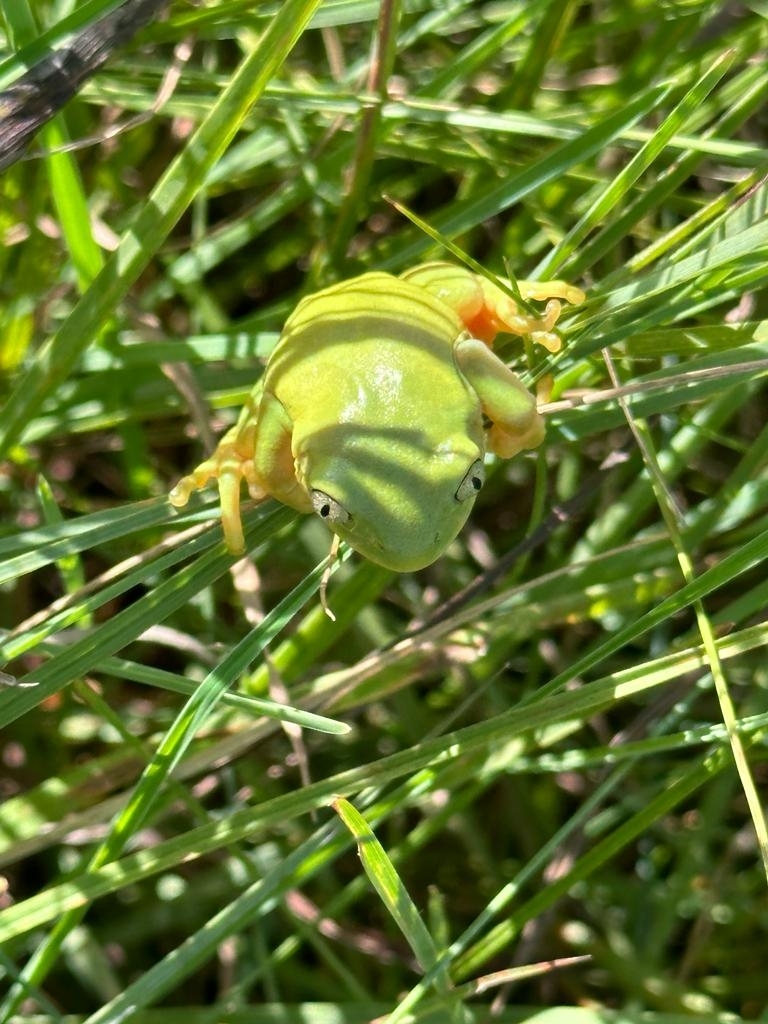 Long-Toed Tree Frog