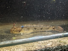 Darter Goby photo 5