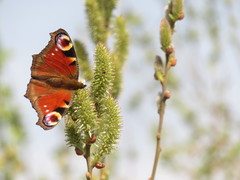 Aglais io