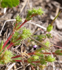 Lastarriaea coriacea