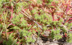 Lastarriaea coriacea