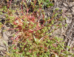 Lastarriaea coriacea