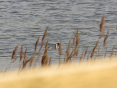 Podiceps cristatus