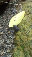 Leptodactylus labrosus