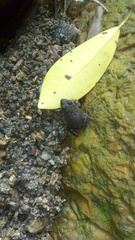 Leptodactylus labrosus