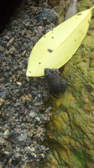 Leptodactylus labrosus