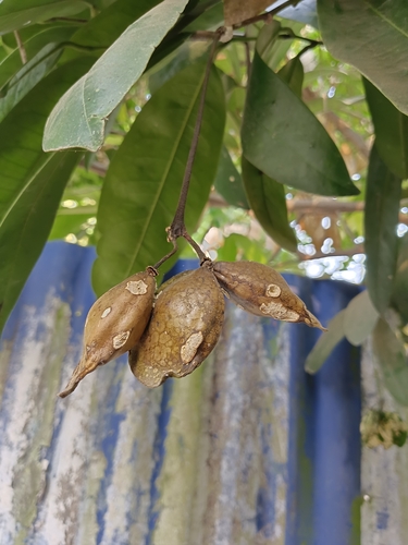 Image of Quassia indica by (c) renjus box, some rights reserved (CC BY)