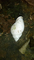 Porphyrobaphe iostoma